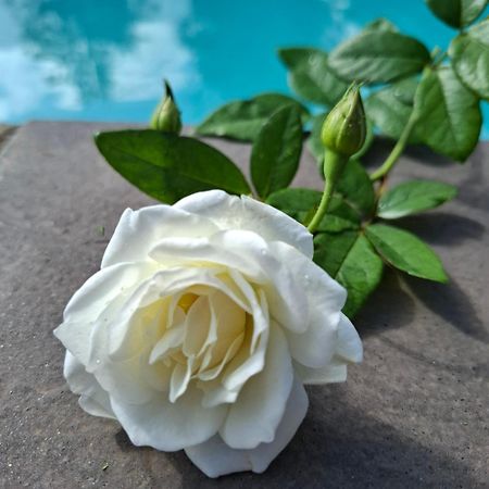 Bed and Breakfast Bella Rosa Potchefstroom Exterior foto