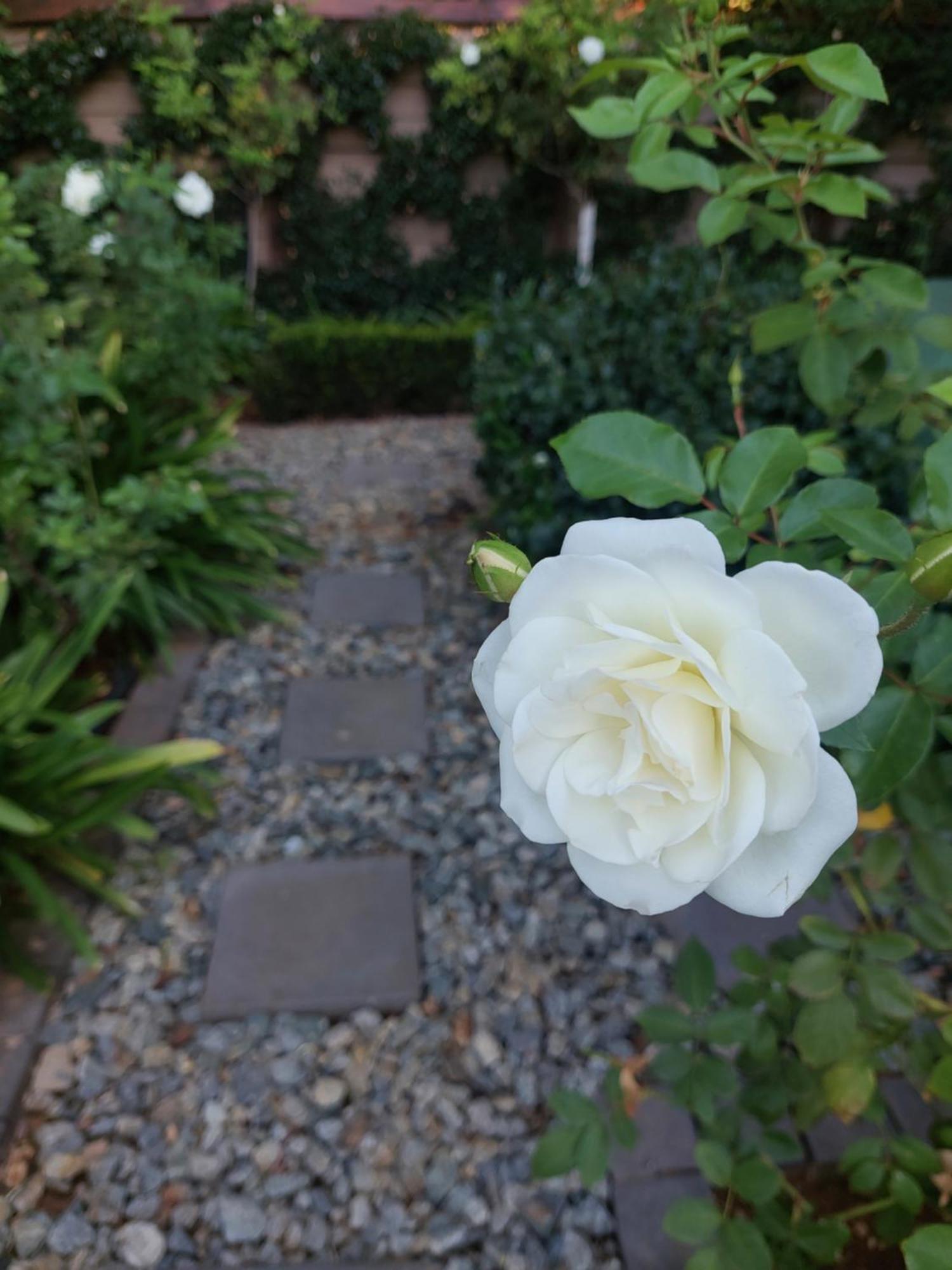 Bed and Breakfast Bella Rosa Potchefstroom Exterior foto